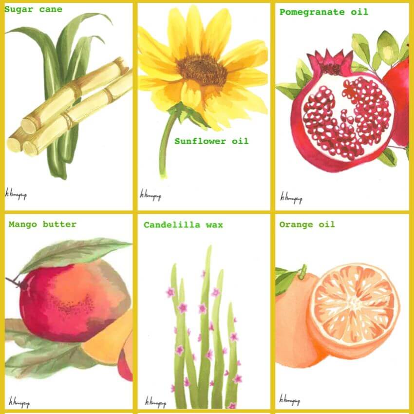 Paintings in a grid of sugar cane, sunflower, pomegranate, mango, candellila, orange for blog: DELICIOUS DECEPTION: SKINCARE INGREDIENTS BITE BACK