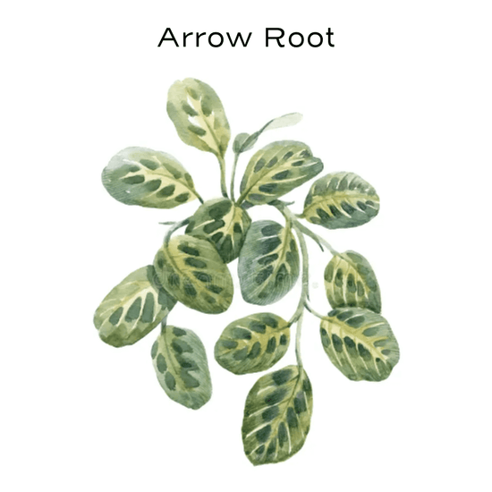 arrowroot painting