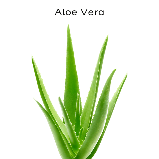 aloe vera painting