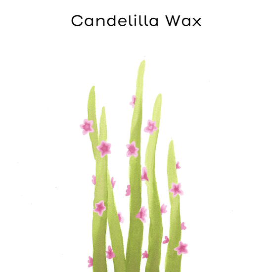 candelilla wax painting