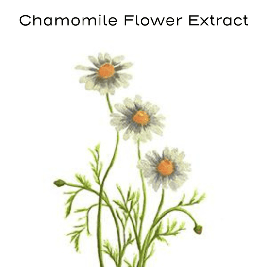 chamomile flower painting