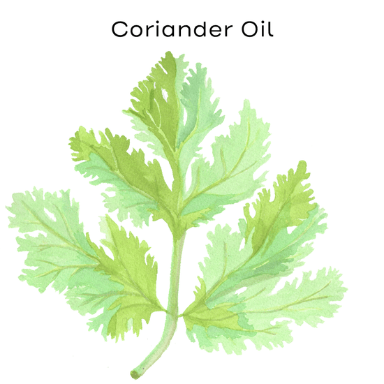 coriander painting