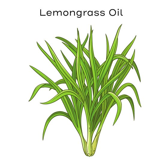 Lemongrass painting