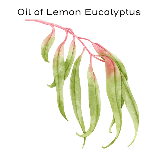 Lemon Eucalyptus oil painting