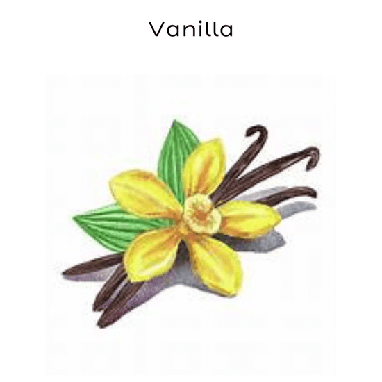 vanilla bean painting